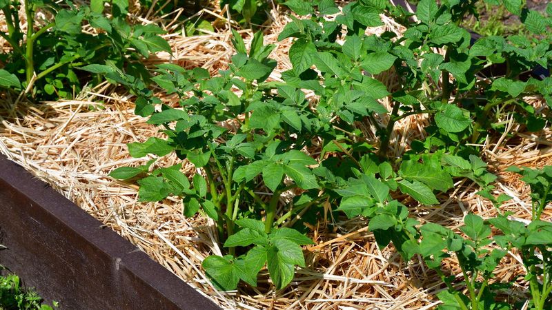 Mulch To Hold Moisture Going Forward Mulch To Hold Moisture Going Forward