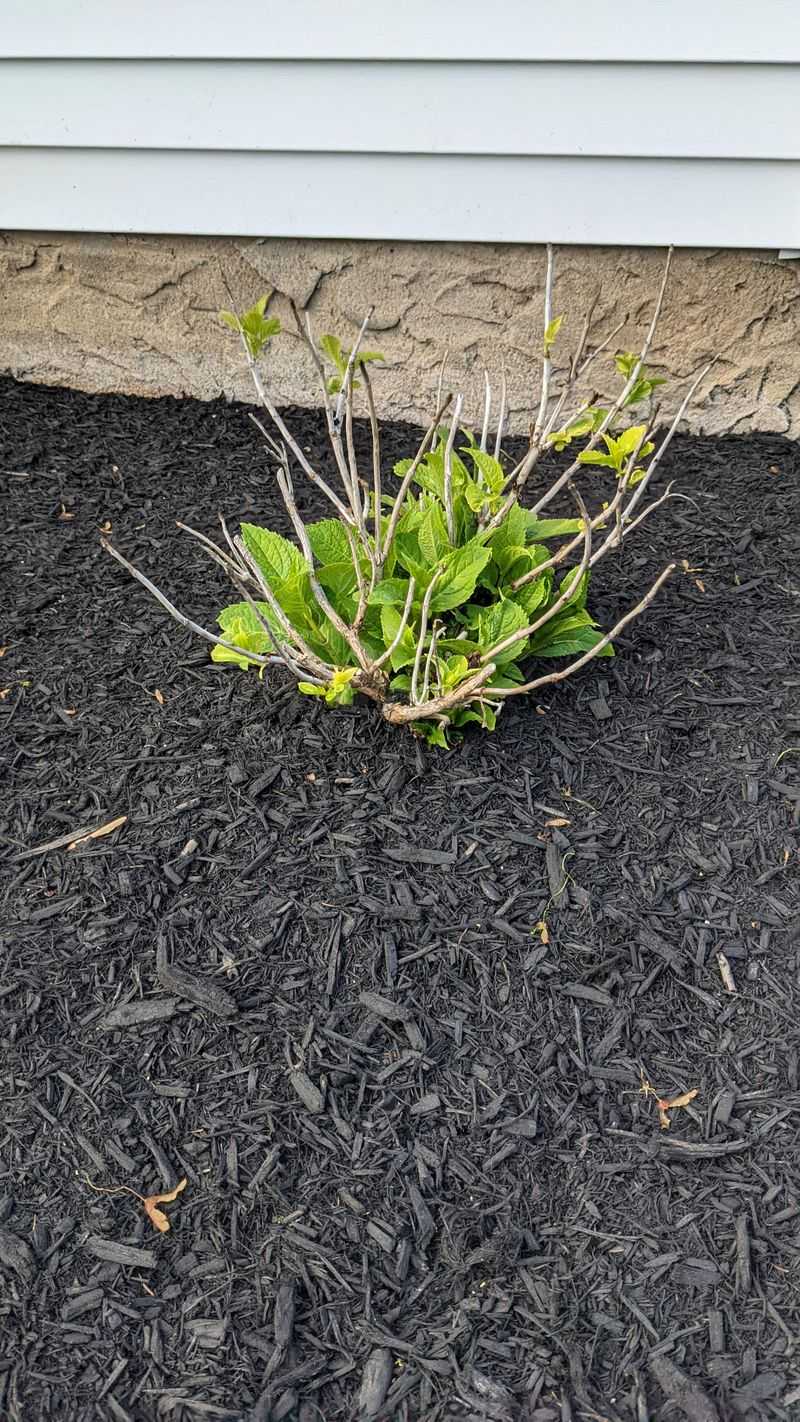 Mulch, Wraps, And Simple Cold Weather Cover