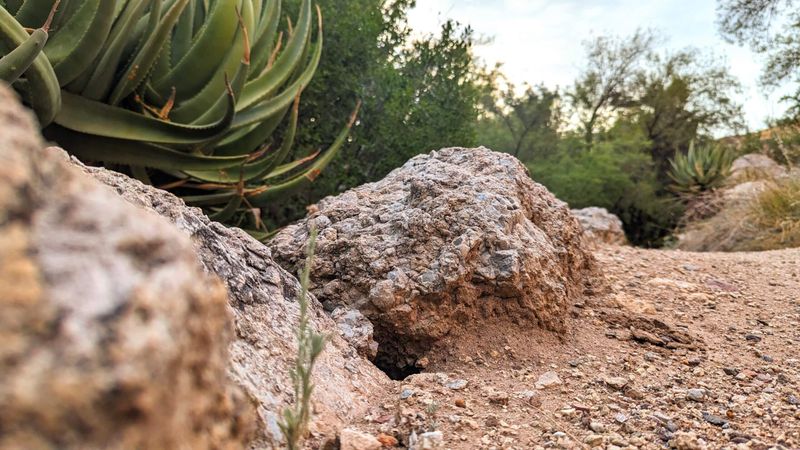 Mulch can hide a snake without attracting one Mulch can hide a snake without attracting one
