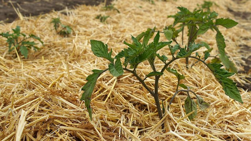 Mulch for Arizona Soil Moisture and Temperature Mulch for Arizona Soil Moisture and Temperature
