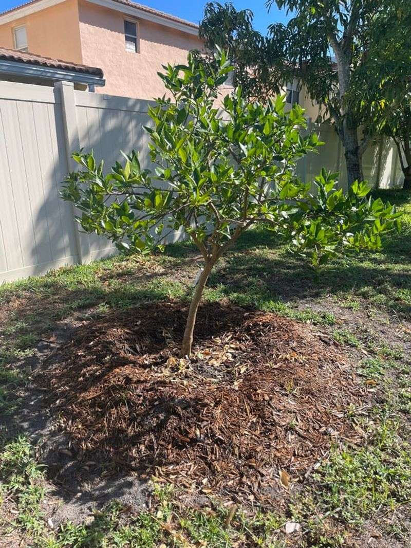 Mulching Citrus Roots Before Cold Weather Arrives
