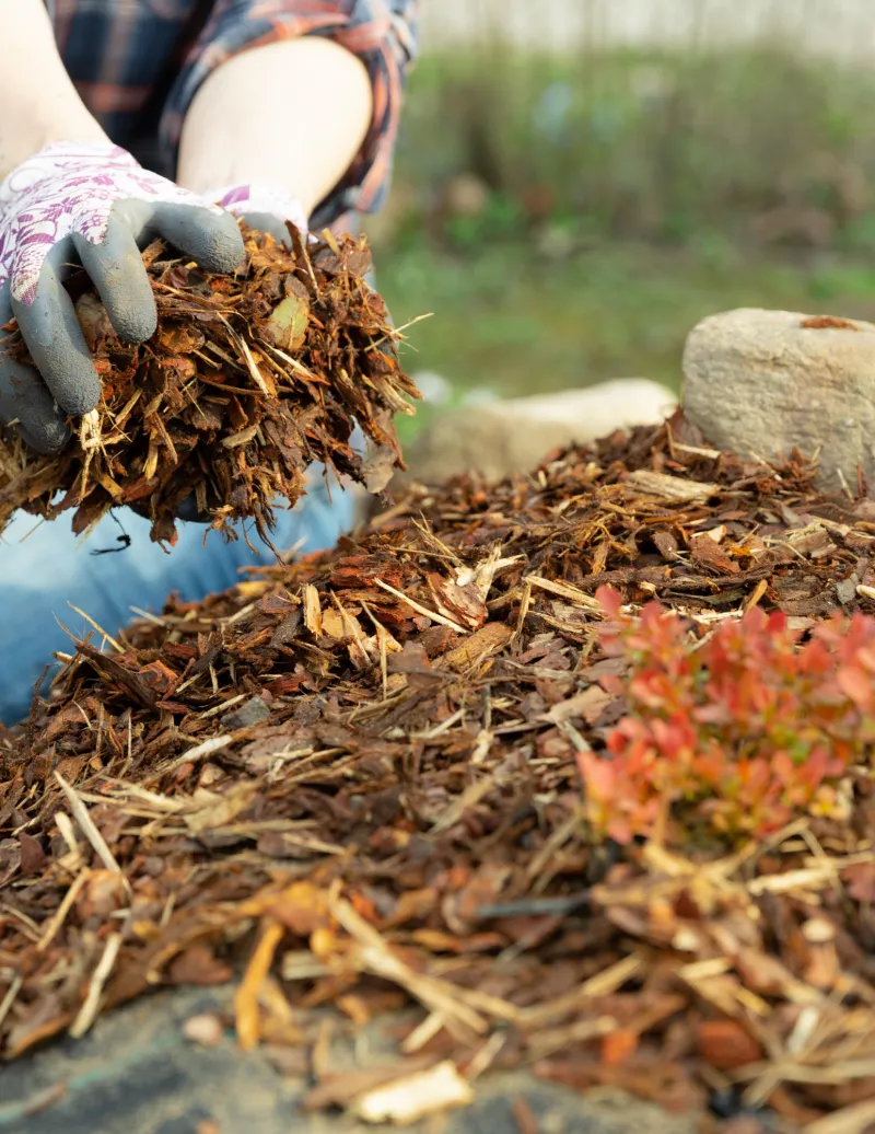 Mulching For Winter Without Smothering Mulching For Winter Without Smothering
