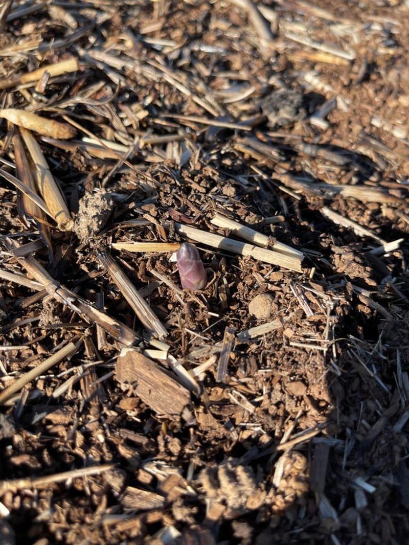 Mulching Now Sets Up An Easier Spring