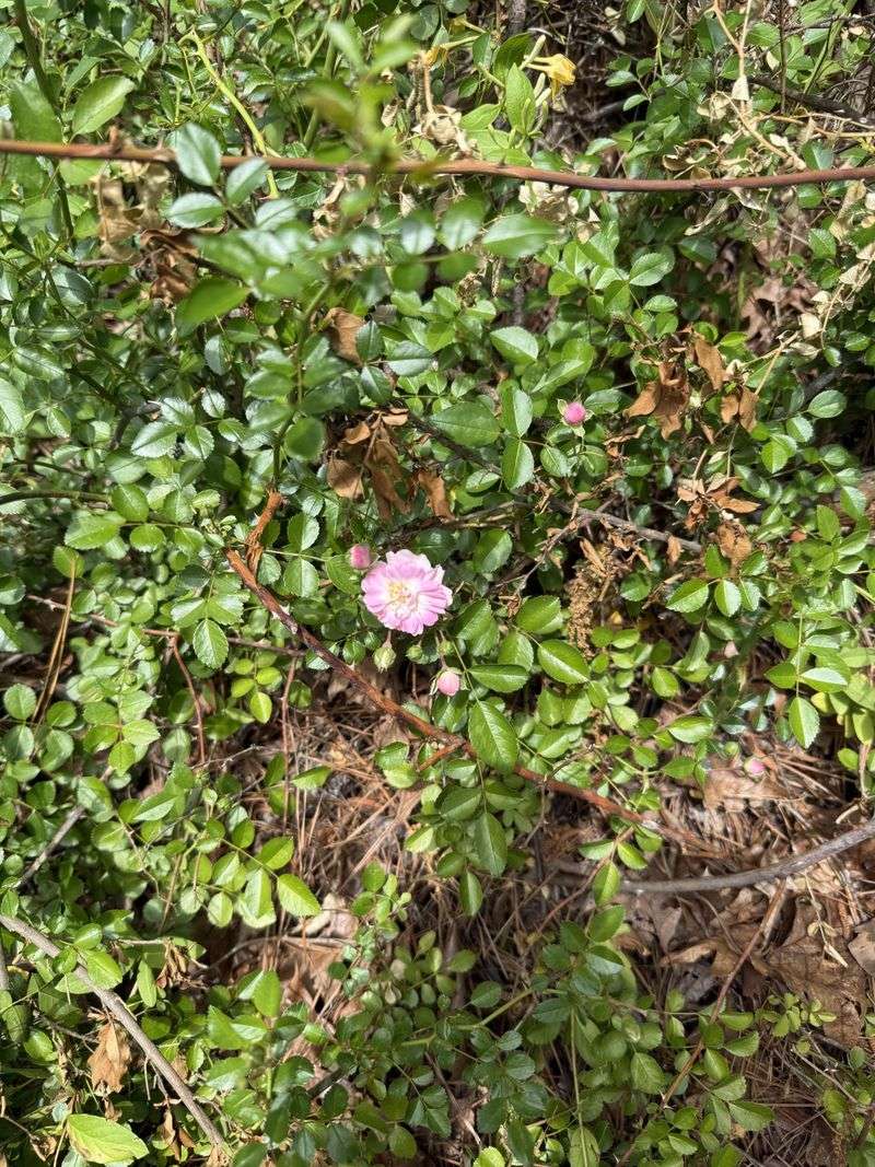 Multiflora Rose Is Invasive In North Carolina
