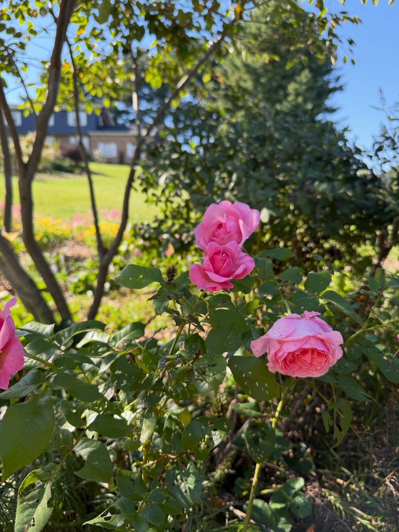 Multiflora Rose