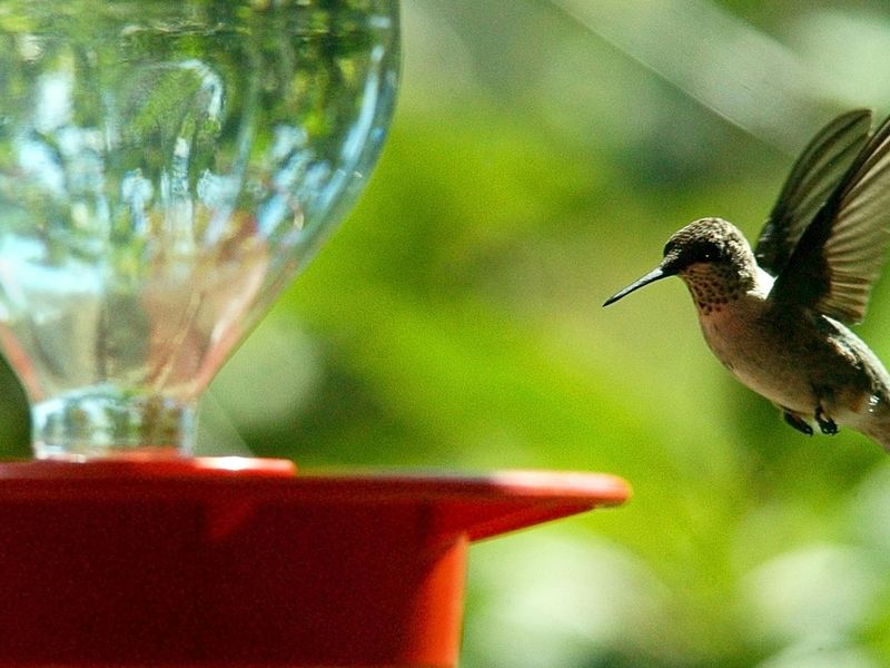 Multiple Feeders Can Reduce Competition Multiple Feeders Can Reduce Competition