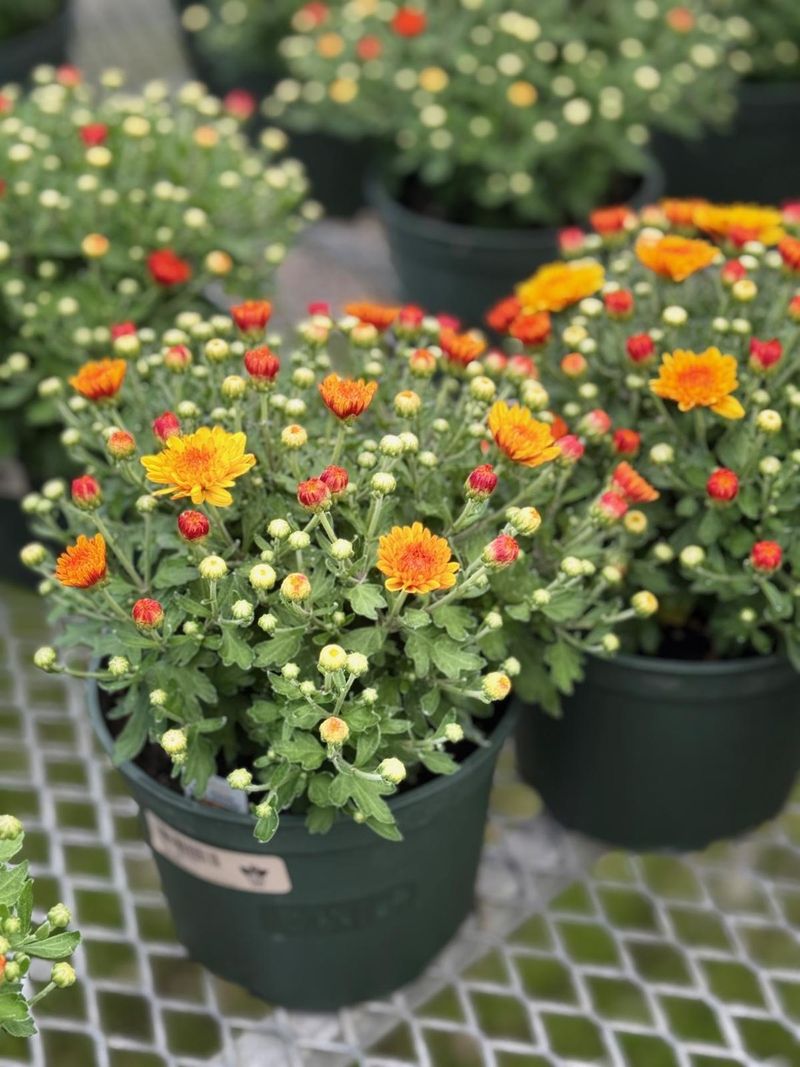 Mums (Chrysanthemums)