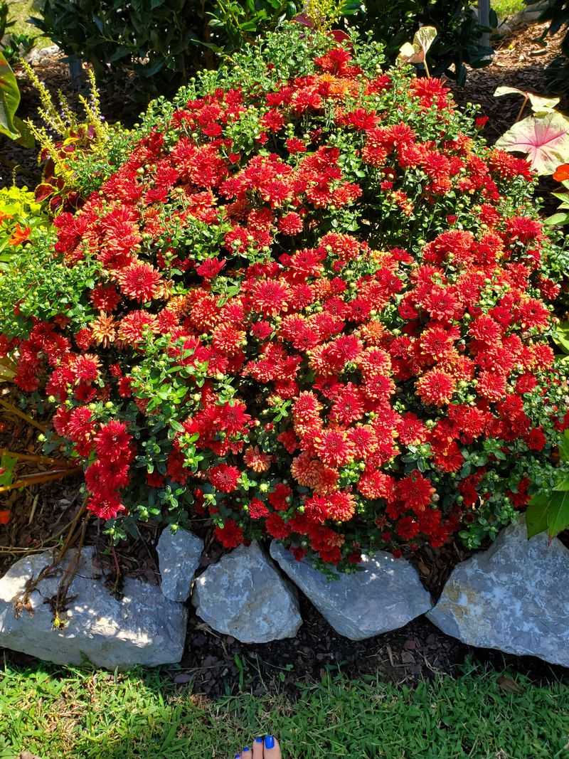 Mums Need Sun To Rebloom Mums Need Sun To Rebloom