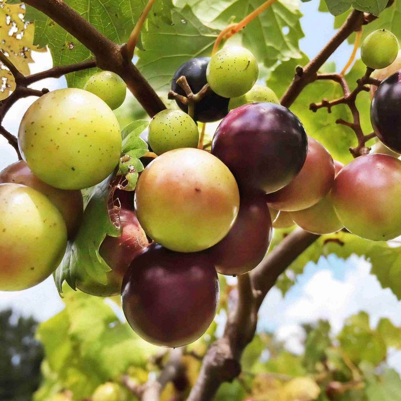 Muscadine Grapes