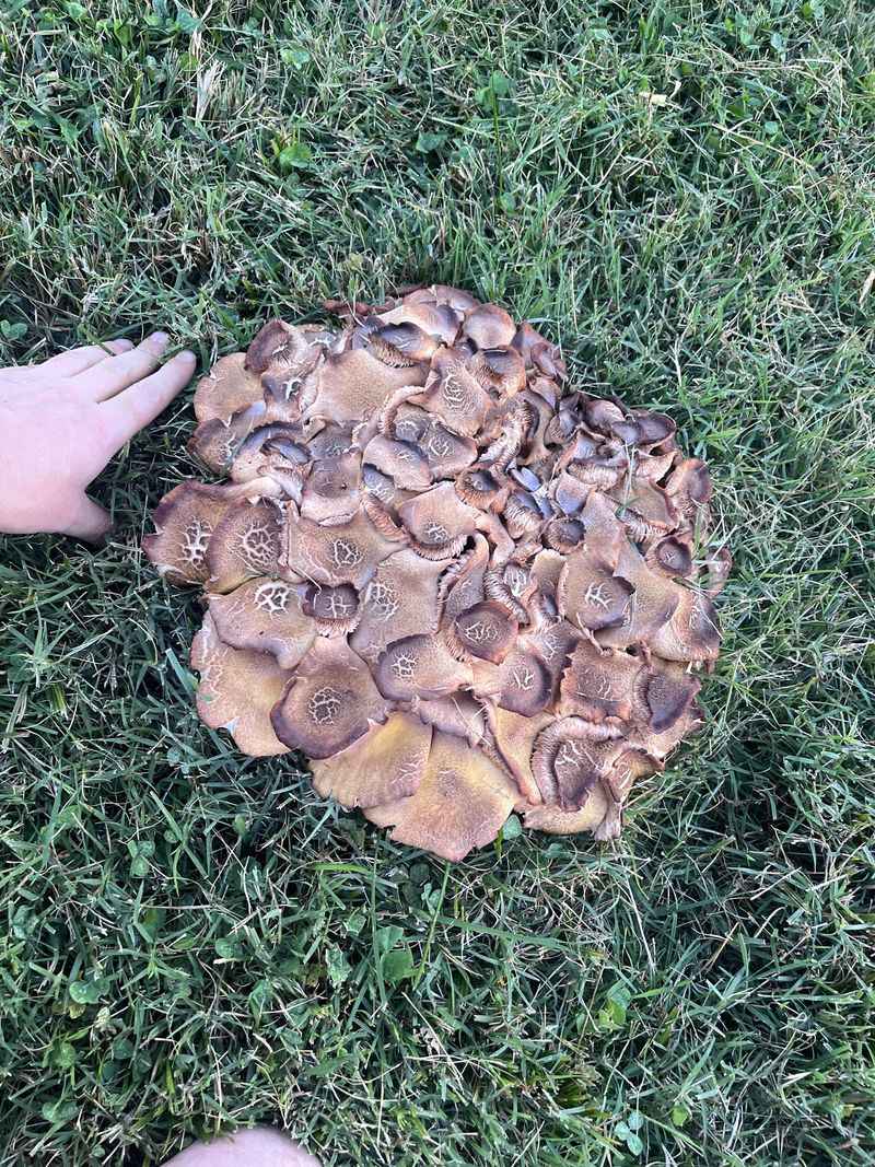 Mushrooms Can Reveal Hidden Organic Matter
