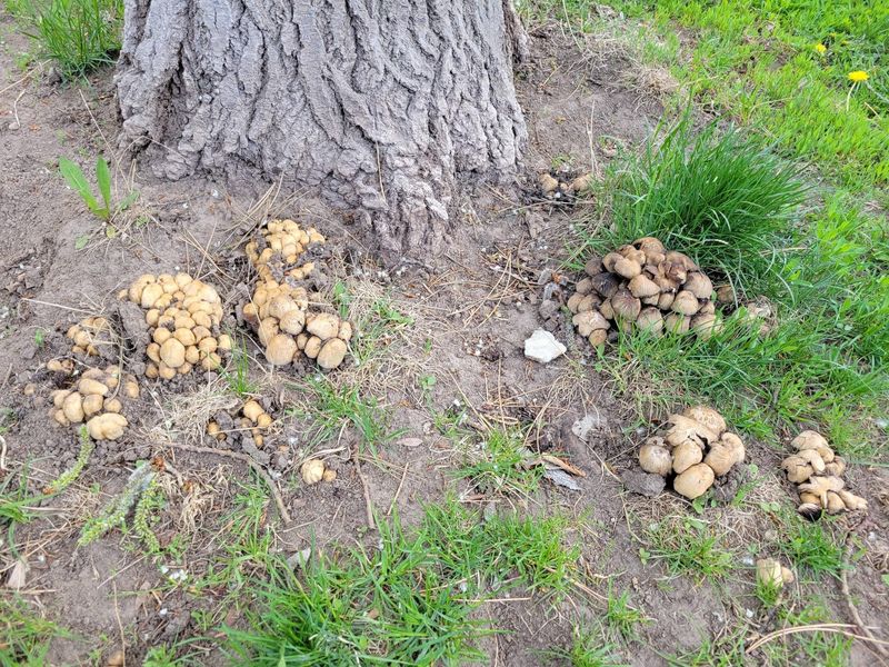Mushrooms Near Trees May Point To Roots Hidden Beneath The Soil Mushrooms Near Trees May Point To Roots Hidden Beneath The Soil