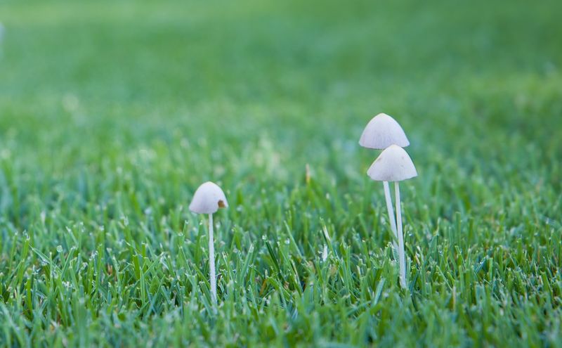 Mushrooms Usually Point To Moist Soil