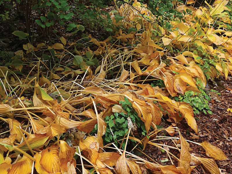 Mushy, Collapsed Foliage Means It's Time