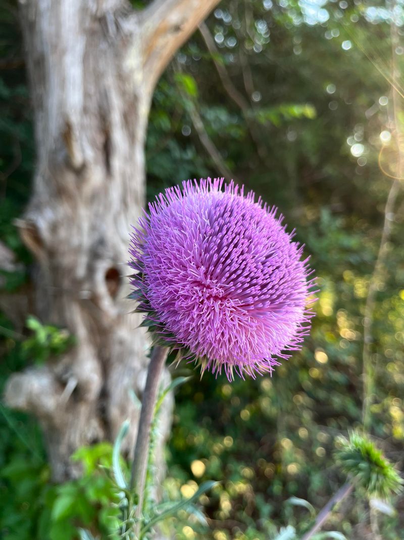 Musk Thistle Spreads Aggressively Through Fields