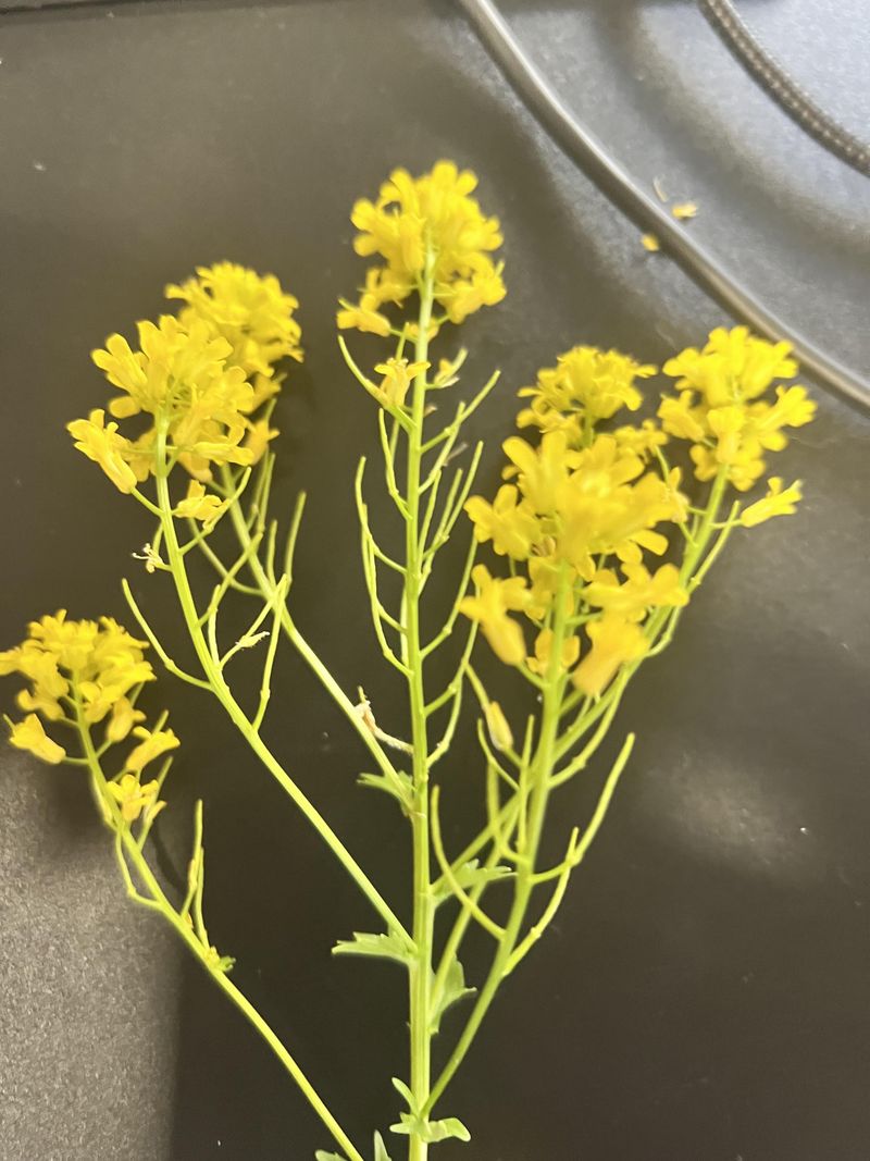 Mustard Can Grow Quickly Before Winter