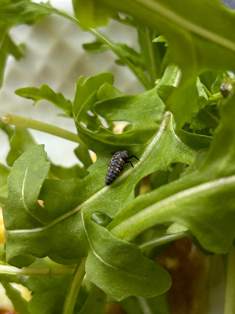 Mustard Family Weeds Feed Nearby Beetles