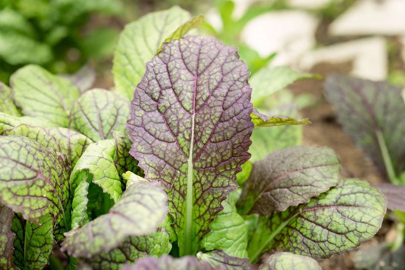 Mustard Greens Add Garden Spice Mustard Greens Add Garden Spice