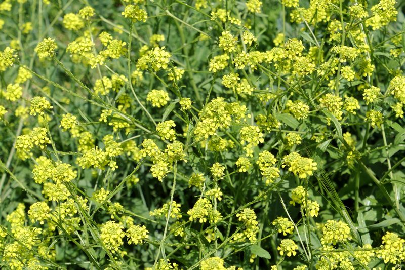 Mustard Greens Bring A Fast Kick To The Fall Garden