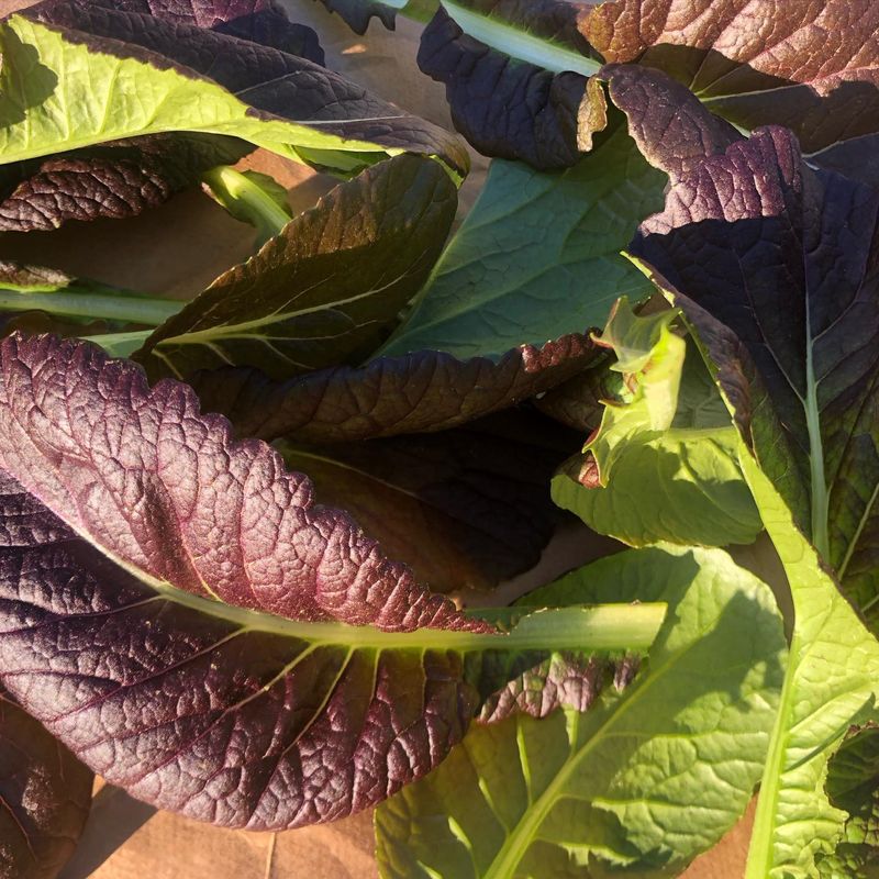 Mustard Greens For A Fast Peppery Comeback Mustard Greens For A Fast Peppery Comeback