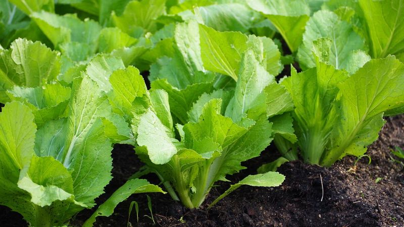 Mustard Greens Grow Quickly From Seed Mustard Greens Grow Quickly From Seed