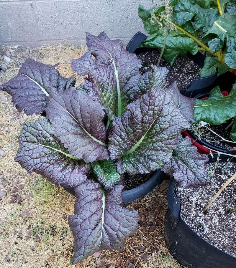Mustard Greens Make A Fast Growing Fall Crop