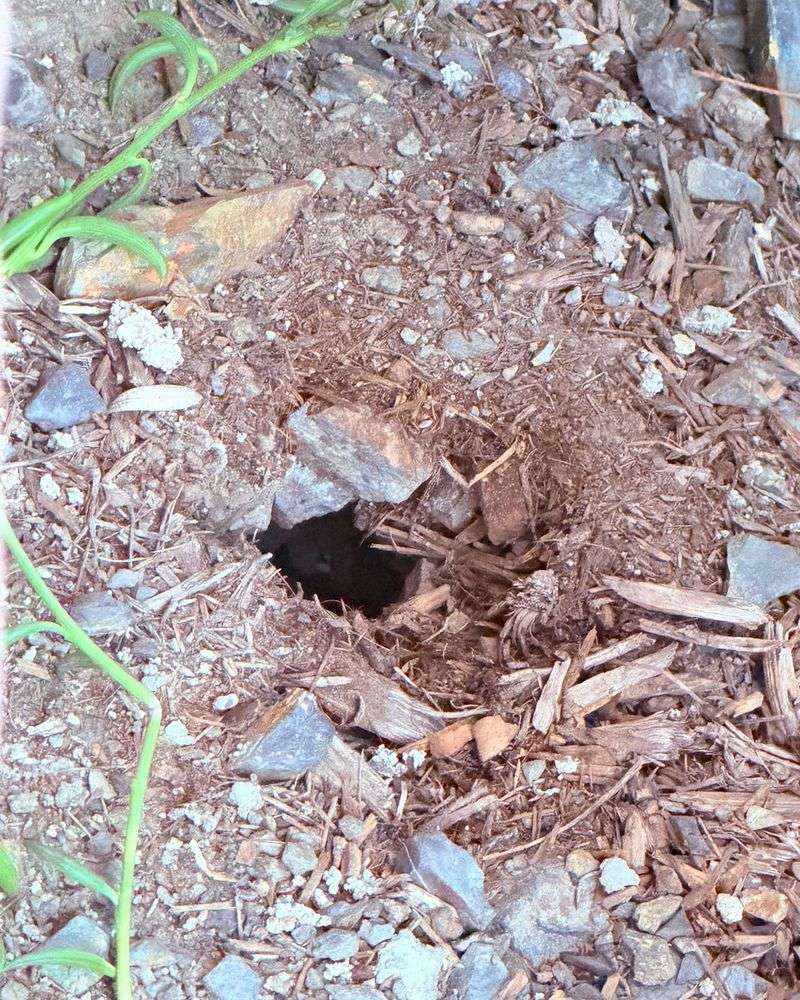 Mystery Holes That Appear Near Your Foundation