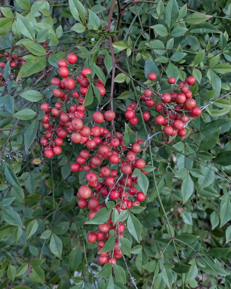 Nandina Has Environmental Concerns Nandina Has Environmental Concerns