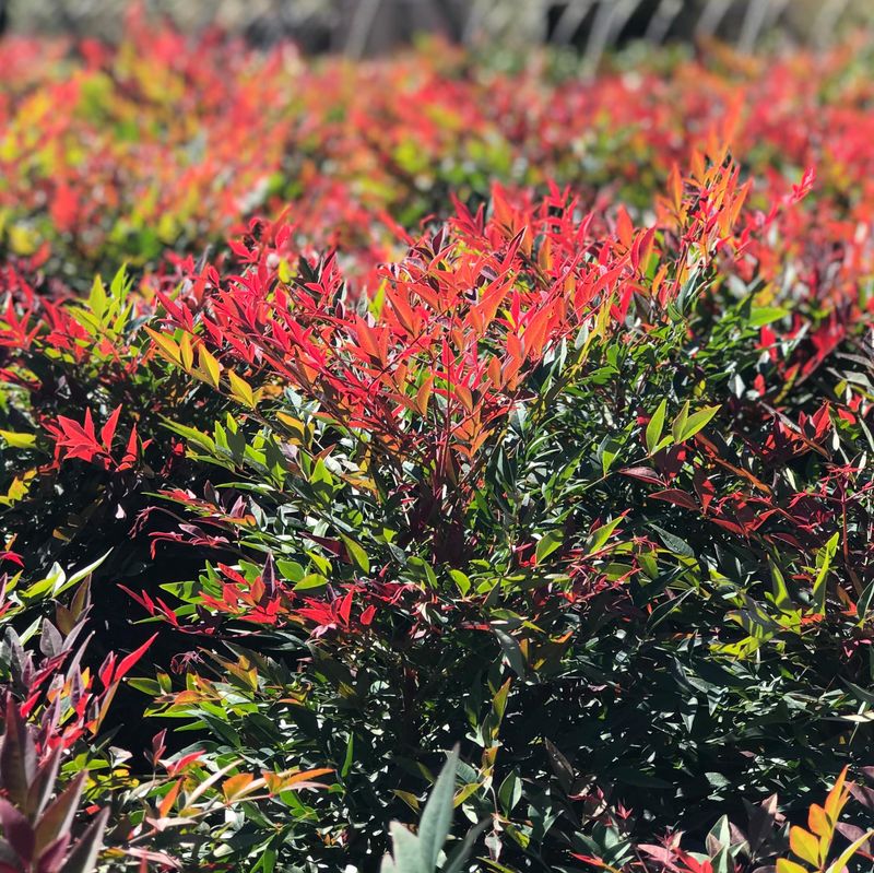 Nandina (Heavenly Bamboo) Nandina (Heavenly Bamboo)