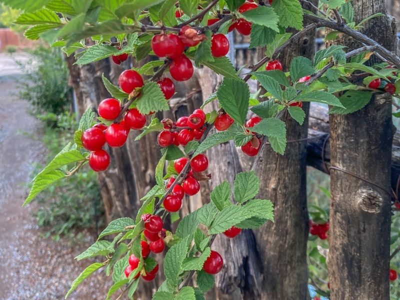 Nanking Cherry, Quick Fruit And A Pink Spring Show Nanking Cherry, Quick Fruit And A Pink Spring Show
