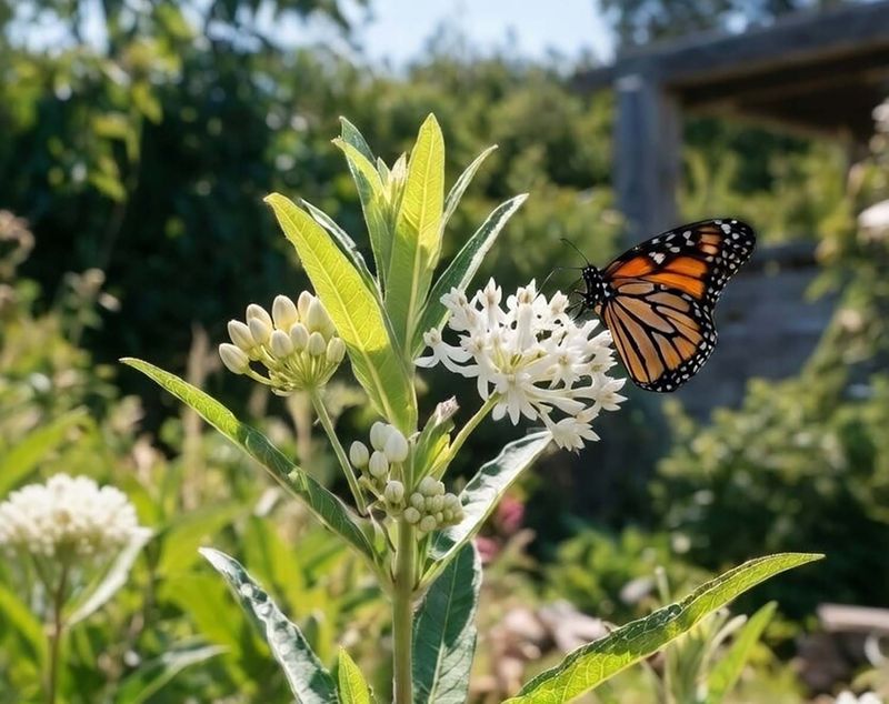 Narrowleaf Milkweed Supports Monarchs Late Into The Season