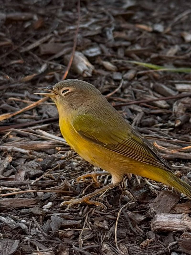 Nashville Warblers Pause In Shrub Cover Nashville Warblers Pause In Shrub Cover