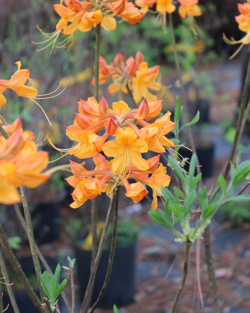 Native Azaleas Can Be Harder To Find Later In The Season