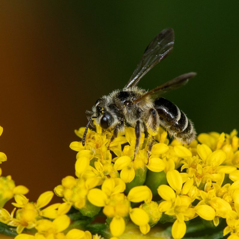 Native Bees That Depend On These Plants Native Bees That Depend On These Plants
