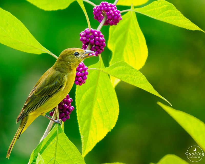 Native Berries, Bugs, And Fresh Water Fixes
