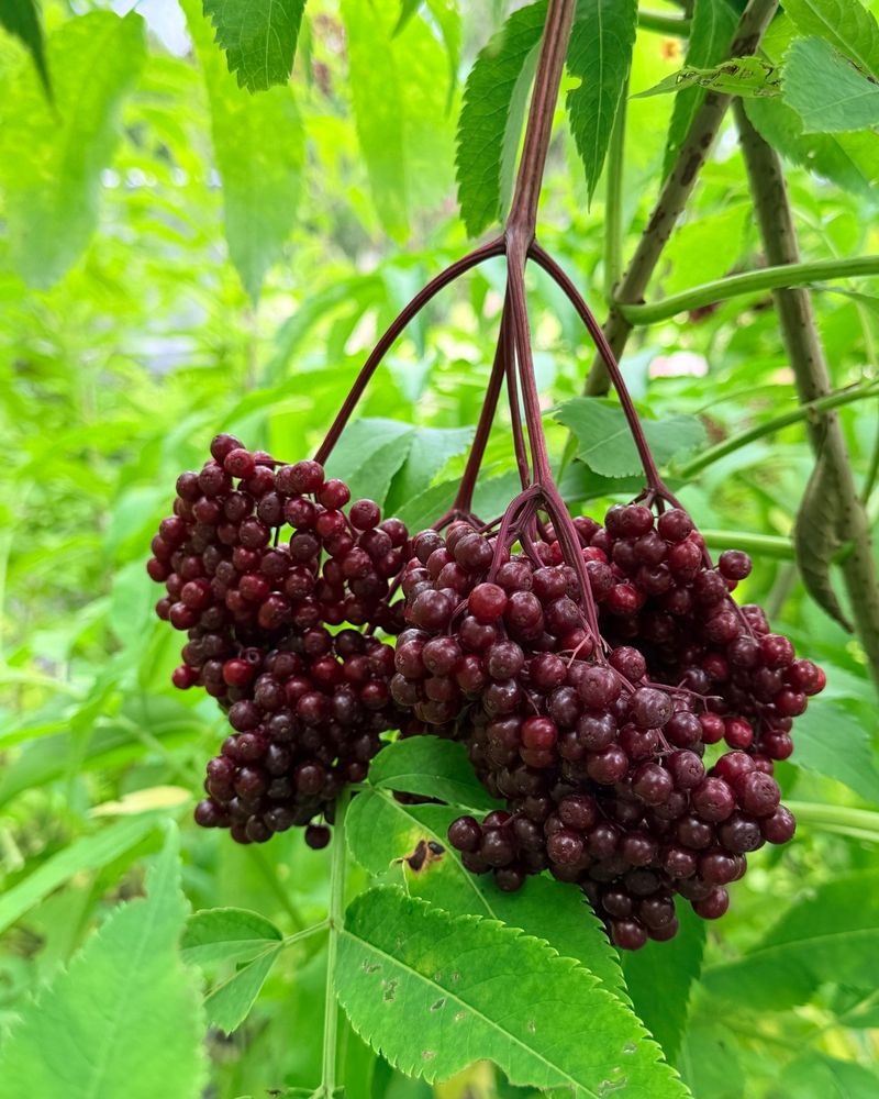 Native Berry Shrubs That Fruit Across Seasons