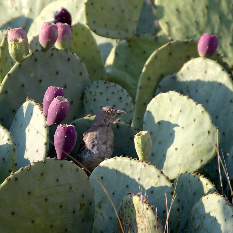 Native Cactus And Desert Plants Native Cactus And Desert Plants