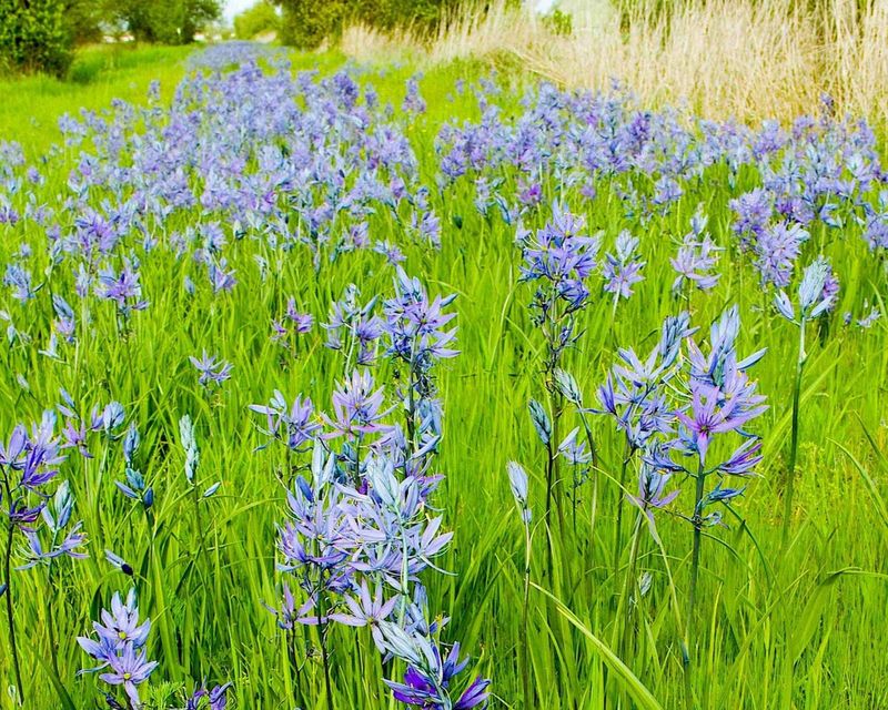 Native Camas For True Oregon Roots Native Camas For True Oregon Roots