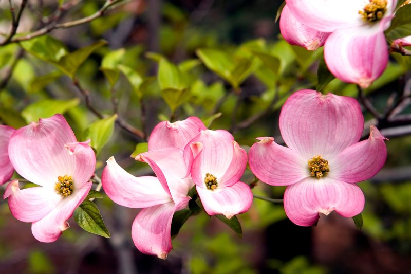 Native Dogwood Look-Alikes To Avoid Native Dogwood Look-Alikes To Avoid