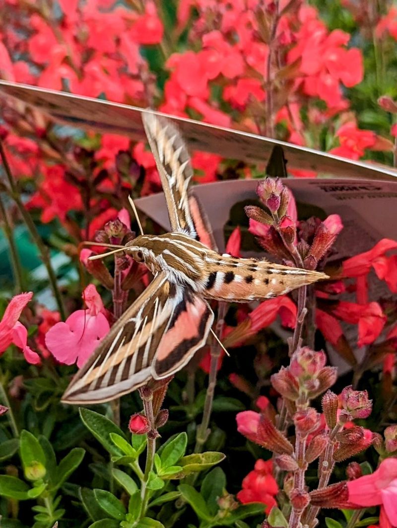 Native Flowers Can Attract More Visits