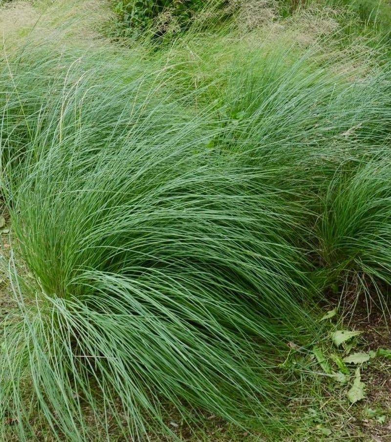 Native Grasses Complete The Habitat Picture Native Grasses Complete The Habitat Picture