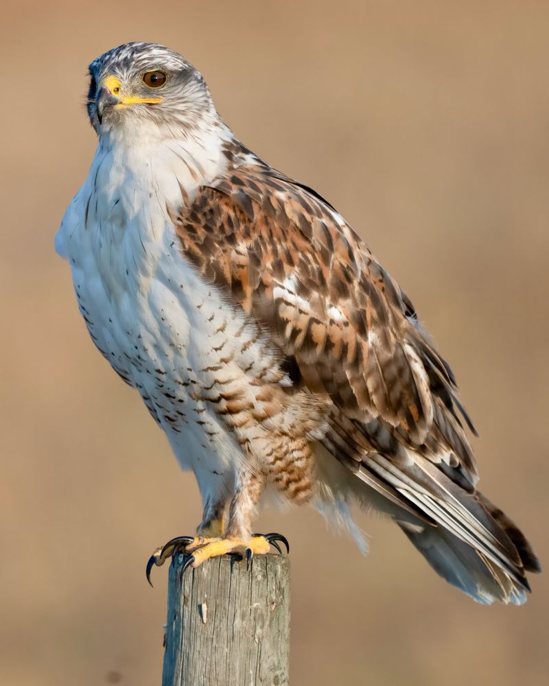 Native Hawks Are Protected And Should Be Left Undisturbed Native Hawks Are Protected And Should Be Left Undisturbed