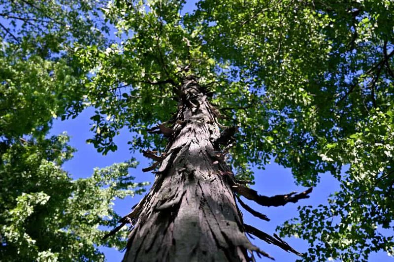 Native Hickories Support More Than One Backyard Species