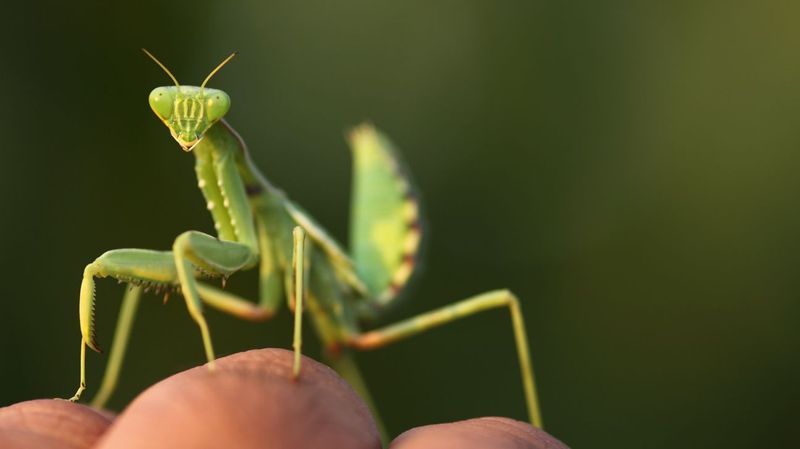 Native Mantises Aren't The Main Problem Native Mantises Aren't The Main Problem