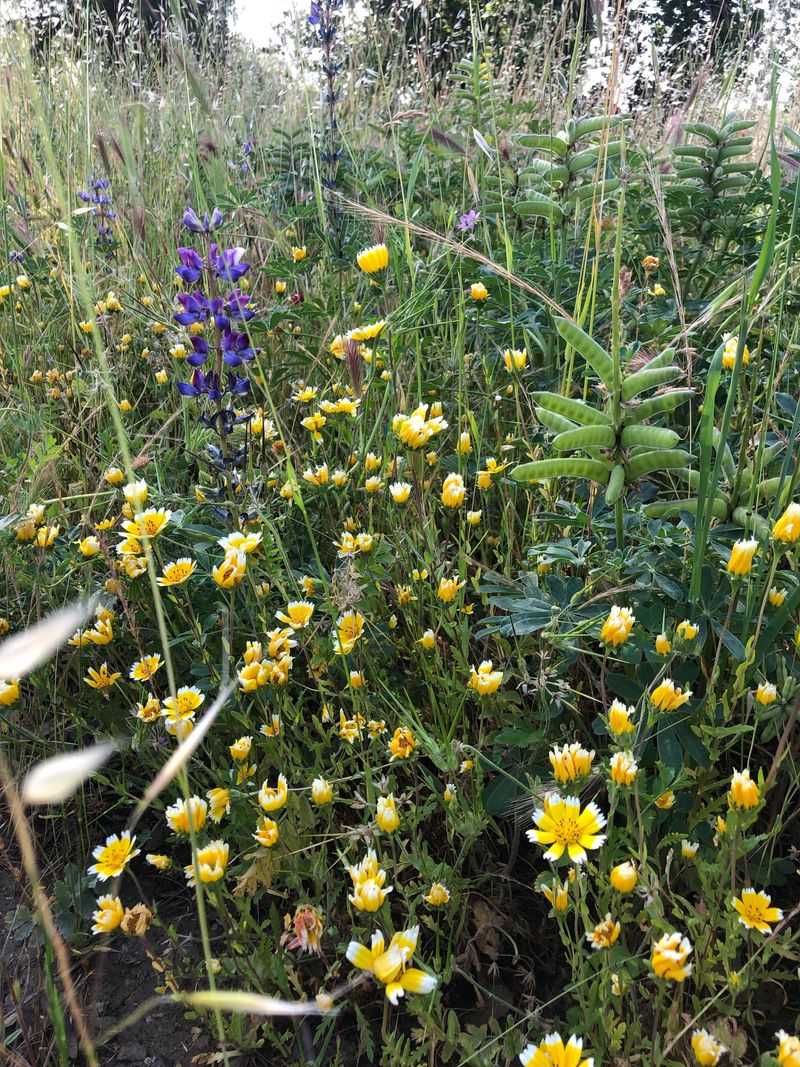 Native Means It Grew Here Naturally
