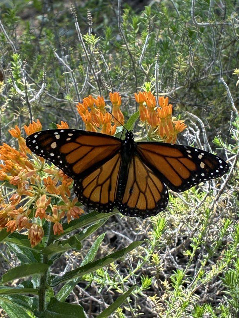 Native Milkweed Gives Monarchs A Place To Thrive Native Milkweed Gives Monarchs A Place To Thrive