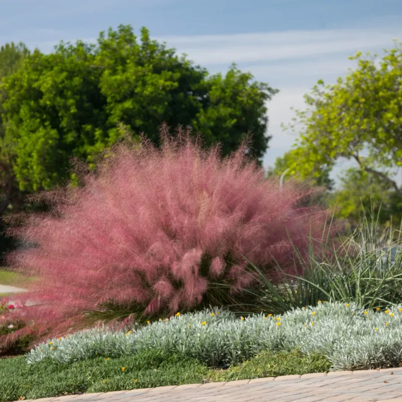 Native Muhly Grasses (Muhlenbergia spp.) Native Muhly Grasses (Muhlenbergia spp.)