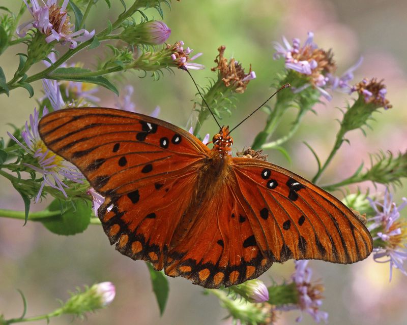Native Oaks Host Caterpillars Birds Depend On