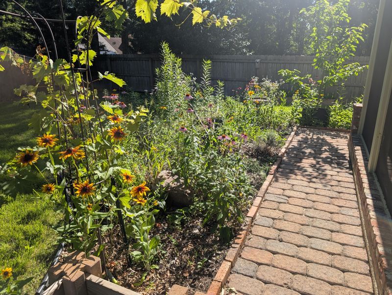 Native Perennials That Settle In Over Winter Native Perennials That Settle In Over Winter