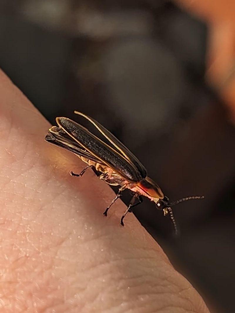 Native Plantings Rebuild The Food Web They Depend On