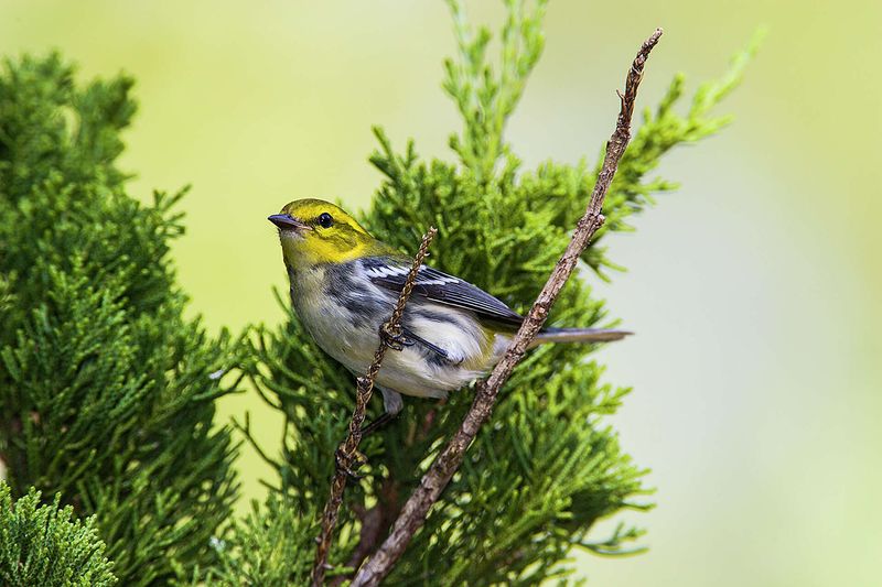 Native Plants Are Offering More Food